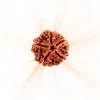 5 Mukhi Rudraksha bead certified natural Panchmukhi Rudraksha for meditation and spiritual balance