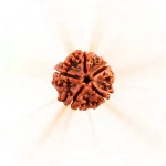 5 Mukhi Rudraksha bead certified natural Panchmukhi Rudraksha for meditation and spiritual balance